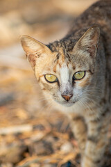 stray cat close up