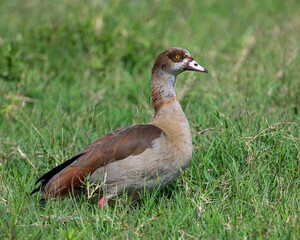 Egyptian Goose
