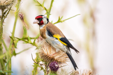 European goldfinch, feeding on the seeds of thistles. Carduelis carduelis.