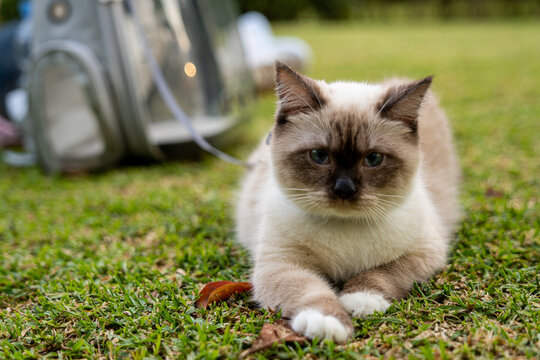 A cute 6 months-old Himalayan cat is sitting and spending the afternoon at a park.