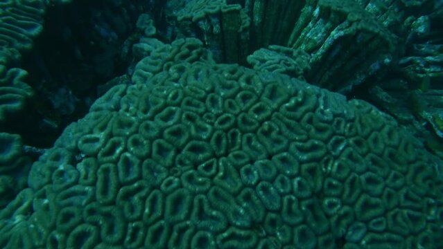 Favia maxima slowmotion close-up of coral reef piece, ending in an overview on bigger corals, aquatic slomo shot