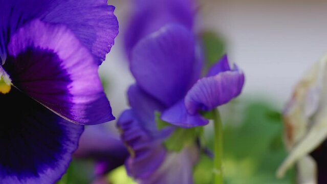 Serene moment: Viola flowers flutter in autumn breeze, touched by warm sunlight.