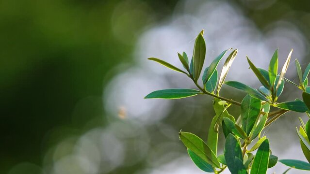 Witness Olive branches in the video, moving gracefully in the evening sunlight, embodying fresh food production, framed by an elegant Olive branch and a bokeh background ideal for text.