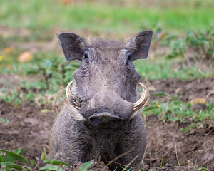 Warthog, Masai Mara, Kenya