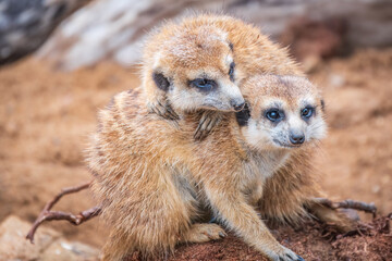 Fototapeta premium A group of cute meerkats. Meerkat Family are sunbathing.