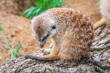 Meerkat, Suricata suricatta, on hind legs. Portrait of meerkat standing on hind legs with alert expression. Portrait of a funny meerkat sitting on its hind legs.