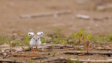 Piping Plover