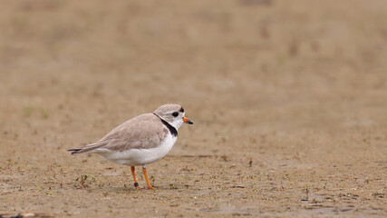 Piping Plover