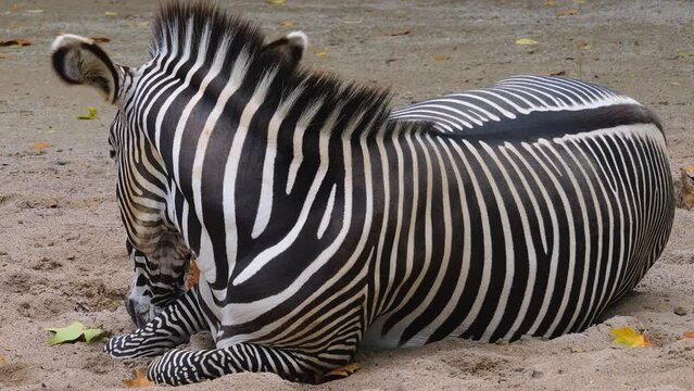 Close view of a zebra relaxing on the ground