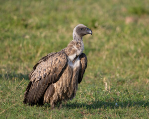 White-backed Vulture, Masai Mara. Kenya