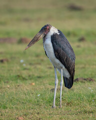 Marabou Stork, Masai Mara, Kenya