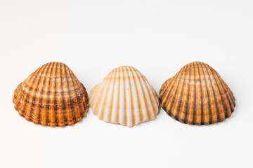 seashells on white background in macro photography