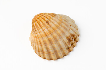 seashells on white background in macro photography