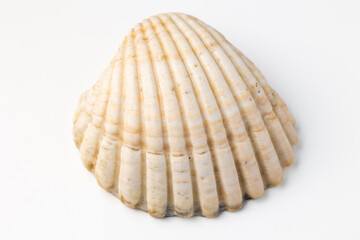 Fototapeta na wymiar seashells on white background in macro photography