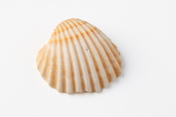 seashells on white background in macro photography