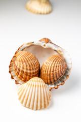seashells on white background in macro photography