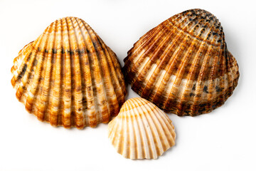 seashells on white background in macro photography