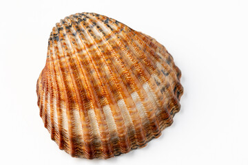 seashells on white background in macro photography