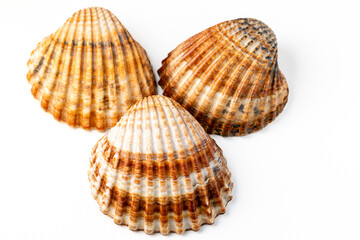 seashells on white background in macro photography
