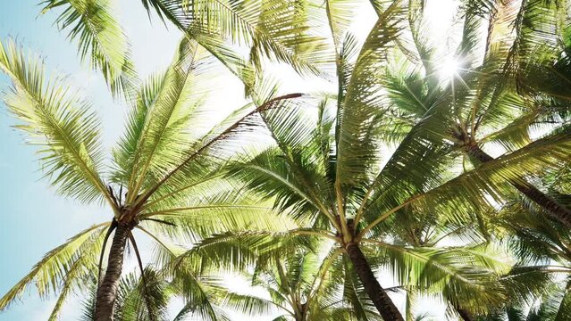 Low angle view coconut palm trees. Bottom up view lush green foliage trees. Tropical island palm beach summer. 