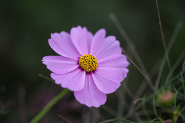 晩夏、初秋の草花