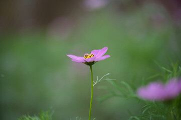晩夏、初秋の草花