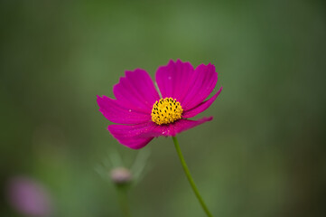 Fototapeta premium 晩夏、初秋の草花