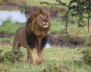 Male Lion, Masai Mara, Kenya