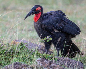 Ground Hornbill, Masai Mara, Kenya