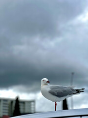 Red Billed Gull in Australian Capital territory Canberra ACT  