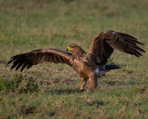 Tawny Eagle, Masai Mara, Kenya