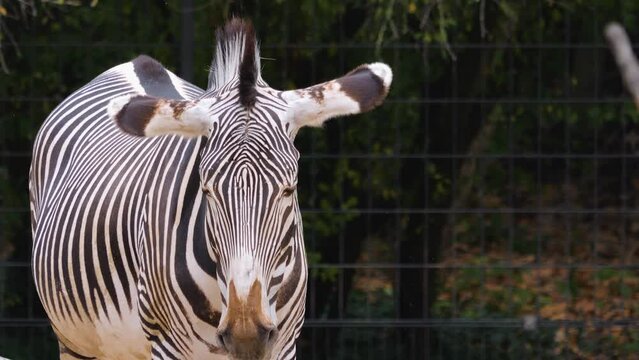 Close view of a zebra relaxing and shaking it's head
