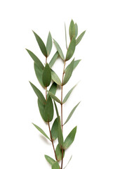 Myrtle (hadas) twigs as Sukkot festival symbol on white background