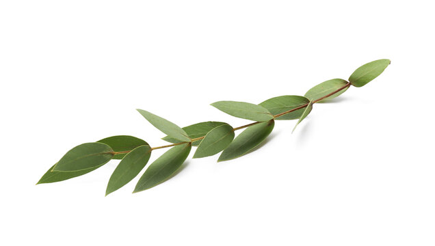 Myrtle (hadas) twig as Sukkot festival symbol on white background