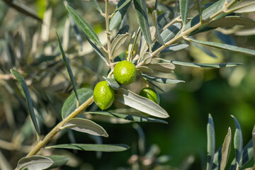 green olive fruits on the branch, among the leaves.
