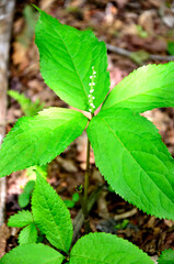 西丹沢の明神山　森の緑　フタリシズカ
