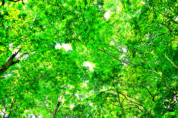 Fototapeta na wymiar 西丹沢の明神山　新緑の森 