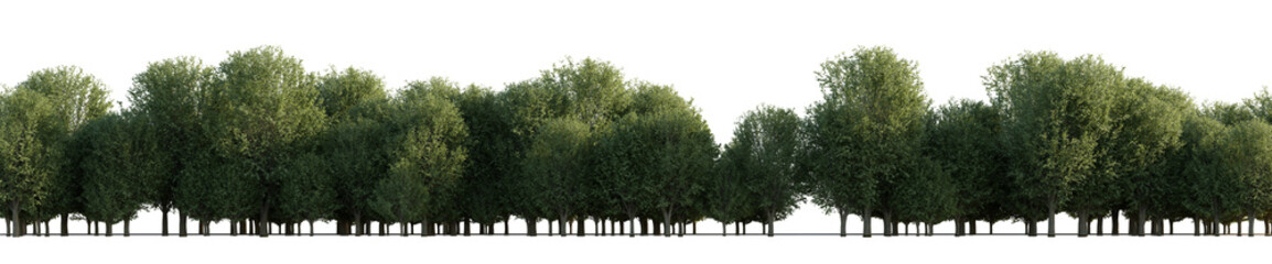 isolated deciduous ulmus minor tree, best use for background image - obrazy, fototapety, plakaty