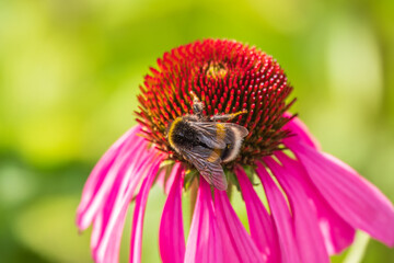 A closeup shot of a bee collecting pollen on a purple echinacea flower