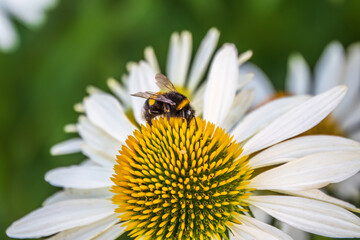 Fototapeta premium A closeup shot of a bee collecting pollen on a white echinacea flower