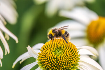 A closeup shot of a bee collecting pollen on a white echinacea flower