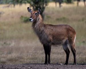 Female Waterbuck, Masai Mara, Kenya
