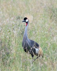 Gray Crowned Crane, Masai Mara, Kenya