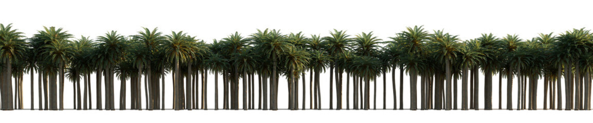 isolated dates palm phoenix canariensis, 
