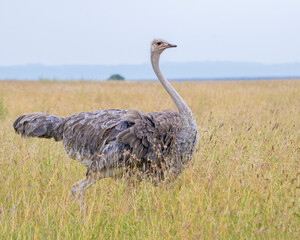 Female Ostrich, Masai Mara, Kenya