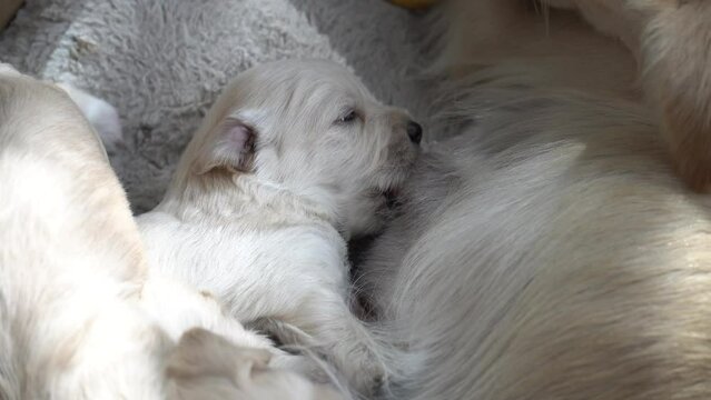Young puppies suckling on their mother's teat.
