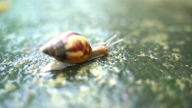A Snail is creeping Slowly.