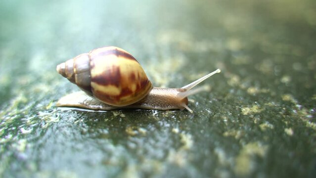 A Snail is creeping Slowly.