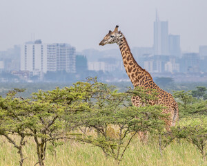 Masai Giraffe with Nairobi in the background, Kenya. © David McGowen