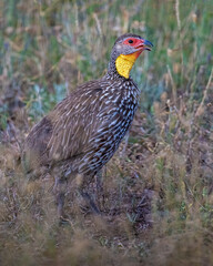 Yellow-necked Spurfowl, Masai Mara, Kenya